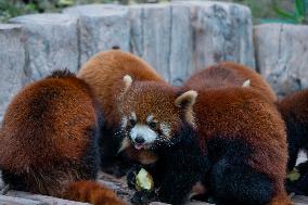 Chongqing Zoo Red Pandas