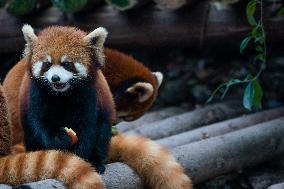 Chongqing Zoo Red Pandas