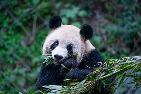Chongqing Zoo Pandan