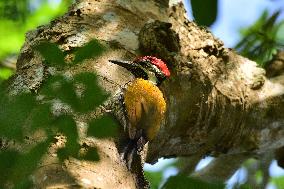 Black-Rumped Flameback In India