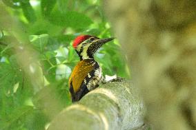 Black-Rumped Flameback In India