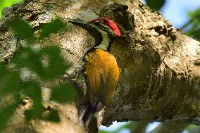 Black-Rumped Flameback In India