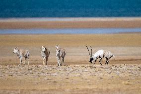 (InTibet) CHINA-XIZANG-QIANGTANG NATURE RESERVE-TIBETAN ANTELOPES-MATING SEASON (CN)