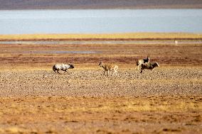 (InTibet) CHINA-XIZANG-QIANGTANG NATURE RESERVE-TIBETAN ANTELOPES-MATING SEASON (CN)