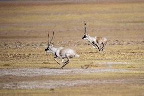 (InTibet) CHINA-XIZANG-QIANGTANG NATURE RESERVE-TIBETAN ANTELOPES-MATING SEASON (CN)