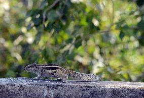 India Wildlife