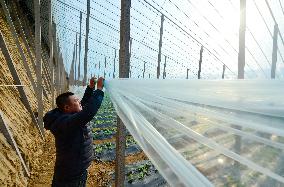 CHINA-HEBEI-SHIJIAZHUANG-COLD WAVE-VEGETABLES-SUPPLY (CN)