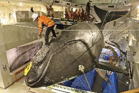 Year-end cleaning at whale museum in Japan
