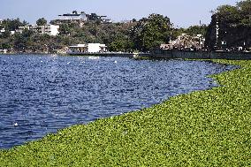 Water Hyacinth Spred Inside The Anasagar Lake - India