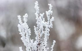 Tourists Enjoy Rime in Chongqing