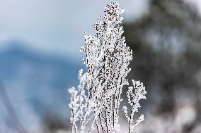 Tourists Enjoy Rime in Chongqing