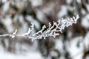 Tourists Enjoy Rime in Chongqing