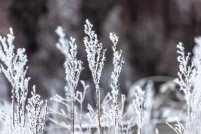 Tourists Enjoy Rime in Chongqing