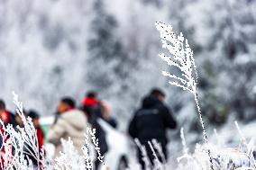 Tourists Enjoy Rime in Chongqing