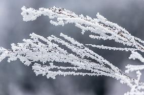 Tourists Enjoy Rime in Chongqing