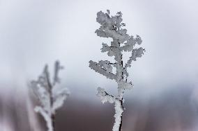 Tourists Enjoy Rime in Chongqing