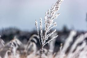 Tourists Enjoy Rime in Chongqing