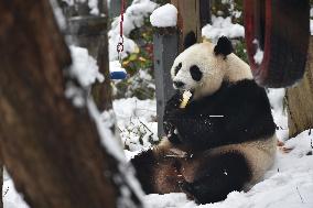 Giant Panda Plays in The Snow in Nanjing