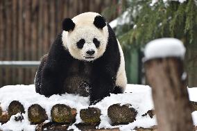 Giant Panda Plays in The Snow in Nanjing