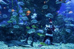 Diver Dressed As Santa Claus Feeds Fish To Celebrate Christmas, In Bangkok.