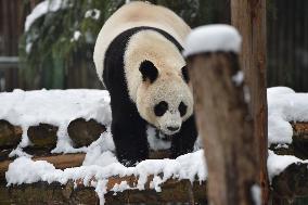 Giant Panda Plays in The Snow in Nanjing