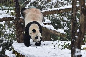 Giant Panda Plays in The Snow in Nanjing