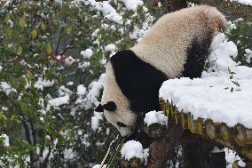 Giant Panda Plays in The Snow in Nanjing