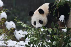 Giant Panda Plays in The Snow in Nanjing