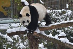 Giant Panda Plays in The Snow in Nanjing