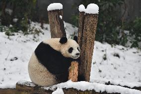 Giant Panda Plays in The Snow in Nanjing