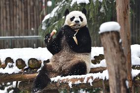 Giant Panda Plays in The Snow in Nanjing