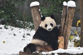 Giant Panda Plays in The Snow in Nanjing