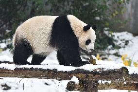 Giant Panda Plays in The Snow in Nanjing