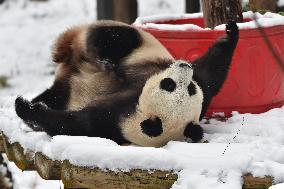 Giant Panda Plays in The Snow in Nanjing