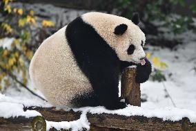 Giant Panda Plays in The Snow in Nanjing