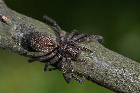 Large Brown Vagrant Spider