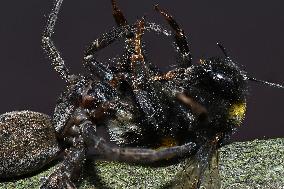 Large Brown Vagrant Spider