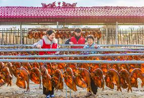 An Aquaculture Cooperative in Suqian