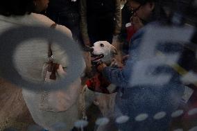 Children Deliver Letters To Father Christmas And Rescued Puppies In Mexico City Metro
