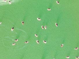 Wetland Migratory Birds in Lianyungang