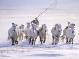 CHINA-INNER MONGOLIA-XILINGOL-HORSE(CN)