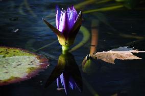 A Water Lily Blooms in The West Lake in Hangzhou