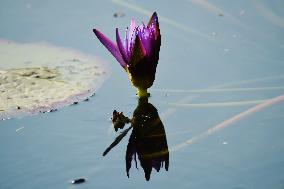 A Water Lily Blooms in The West Lake in Hangzhou