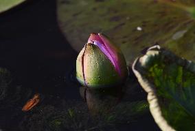 A Water Lily Blooms in The West Lake in Hangzhou