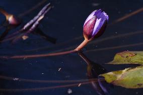 A Water Lily Blooms in The West Lake in Hangzhou