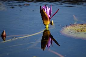 A Water Lily Blooms in The West Lake in Hangzhou