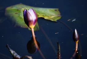 A Water Lily Blooms in The West Lake in Hangzhou