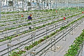 A Smart Greenhouse in Yantai