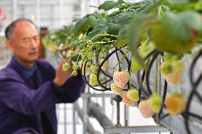 A Smart Greenhouse in Yantai