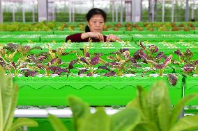 A Smart Greenhouse in Yantai